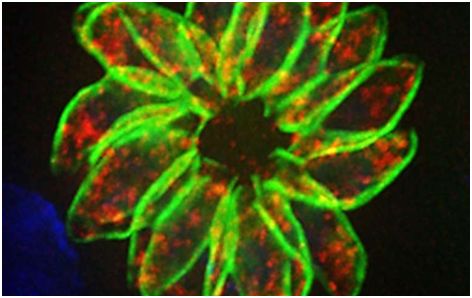 Cell：首次利用CRISPR/Cas9系统鉴定出寄生虫必需基因