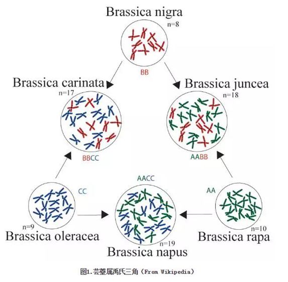 百迈客Nature&nbsp;Genetics芥菜基因组文章解读