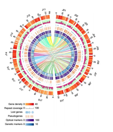 百迈客Nature&nbsp;Genetics芥菜基因组文章解读