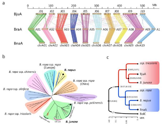 百迈客Nature&nbsp;Genetics芥菜基因组文章解读