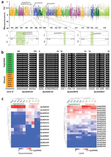 百迈客Nature&nbsp;Genetics芥菜基因组文章解读