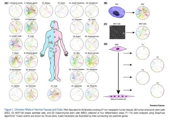 中国科学家在Cell子刊Trends&nbsp;in&nbsp;cancer发表融合基因评论