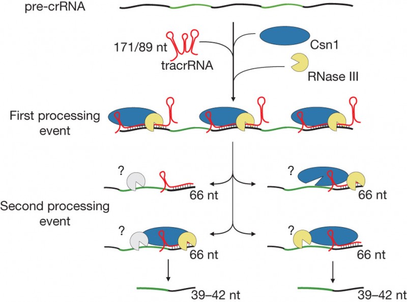 CRISPR&nbsp;基因编辑技术及张锋的贡献