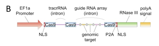 CRISPR&nbsp;基因编辑技术及张锋的贡献