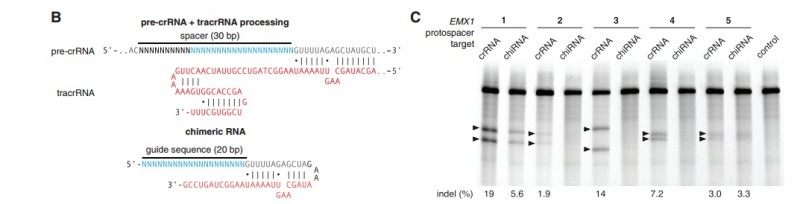 CRISPR&nbsp;基因编辑技术及张锋的贡献