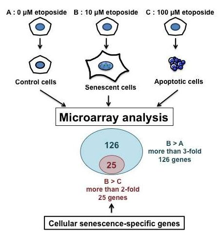 Sci&nbsp;Rep：控制细胞衰老的基因被发现&nbsp;人类长生不老有望实现