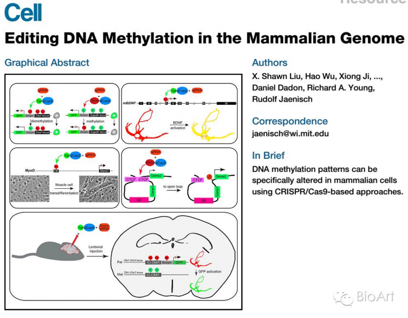 MIT顶尖学者Jaenisch实验室《Cell》发布基因组DNA甲基化编辑技术