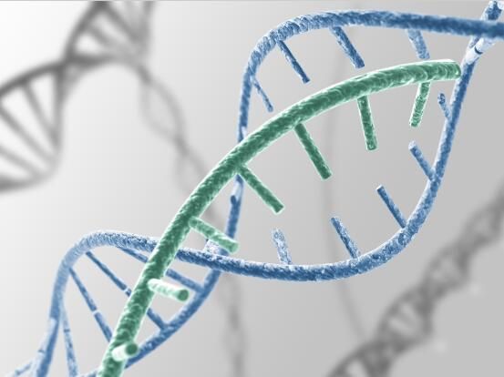 NAR：科学家阐明基因调节过程中的关键表观遗传开关机制