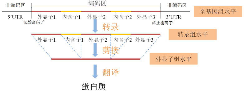 基因测序如何催动精准医疗迅猛发展