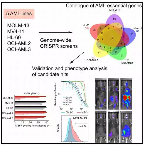 新发现！CRISPR基因编辑技术治疗急性髓性白血病（AML）新靶点KAT2A