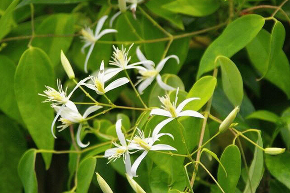 中药材“甘草”基因组测序完成