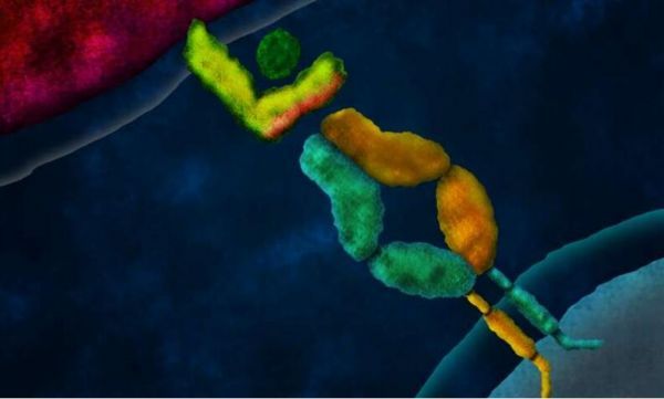 eLife：T细胞受体基因疗法或可有效改善癌症免疫疗法的安全性