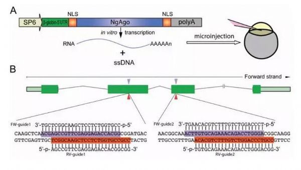 中国科学家发现NgAgo系统有效，但只发现基因功能敲低未出现基因编辑效应