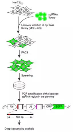 Nature子刊：北大魏文胜、哈佛刘小乐课题组完成首次CRISPR&#160;lncRNA基因高通量功能筛选