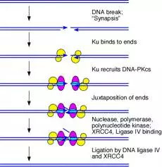 Nature子刊：北大魏文胜、哈佛刘小乐课题组完成首次CRISPR&#160;lncRNA基因高通量功能筛选