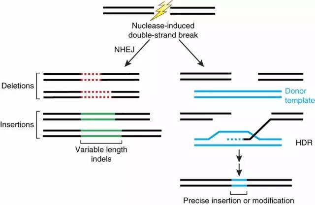 Nature：基因编辑新技术有望治愈基因缺陷病