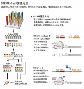 利用CRISPR研究基因组“暗物质”