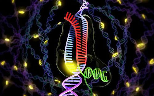 中国学者祁庆生教授：基于CRISPR-Cas9一步式改造细菌基因组