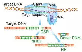 中国学者祁庆生教授：基于CRISPR-Cas9一步式改造细菌基因组