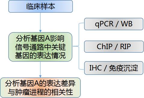 肿瘤基因功能研究的实验策略锦囊