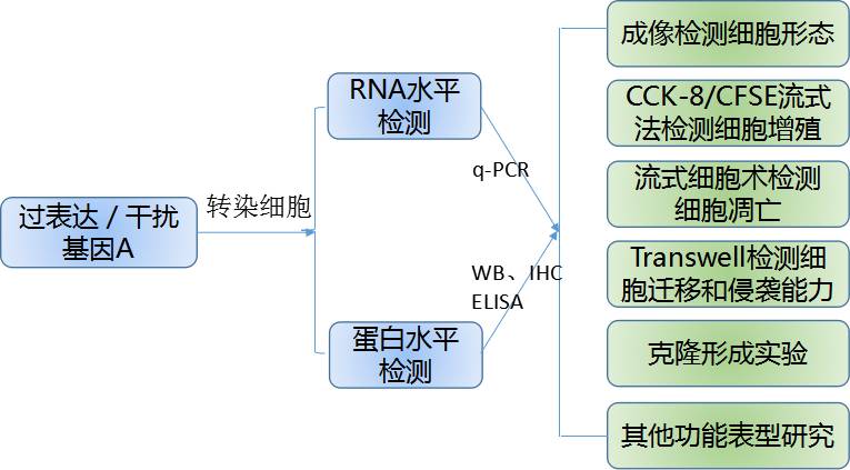 肿瘤基因功能研究的实验策略锦囊