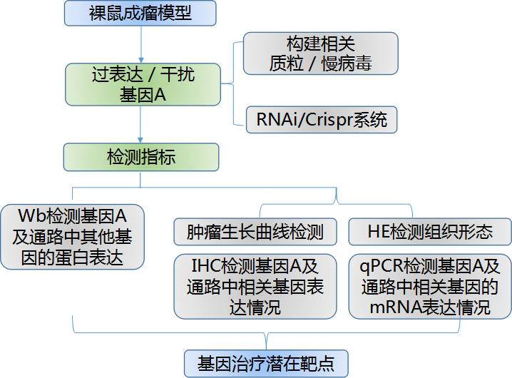 肿瘤基因功能研究的实验策略锦囊