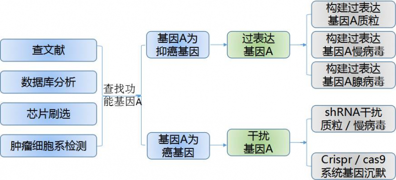 肿瘤基因功能研究的实验策略锦囊