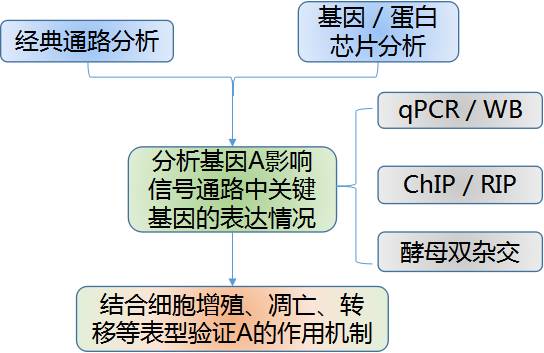 肿瘤基因功能研究的实验策略锦囊