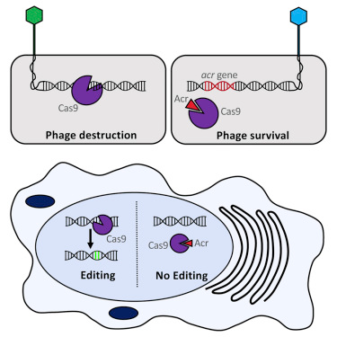 Cell：首次发现CRISPR/Cas9基因编辑的“关闭开关”