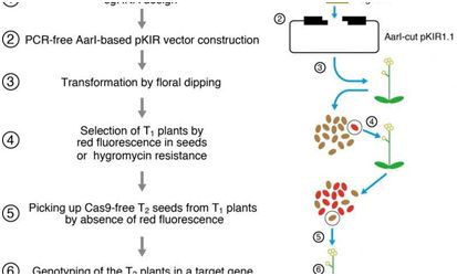 Plant&#160;Cell&#160;Physiol：新方法让CRISPR/Cas9高效地敲除拟南芥中的靶基因