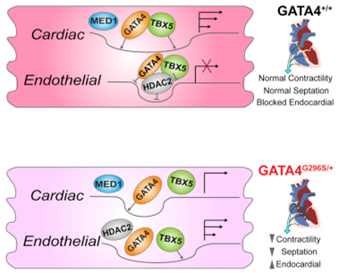 Cell：震惊！单个GATA4基因突变导致两种心脏病类型
