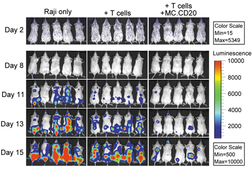 Human&#160;Gene&#160;Therapy:深圳先进院陈志英研究组发表非病毒基因载体技术治疗B细胞淋巴瘤研究进展