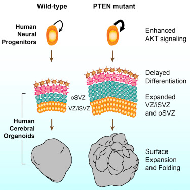 Cell&#160;Stem&#160;Cell：操纵PTEN基因培养出具有表面褶皱的大脑类器官