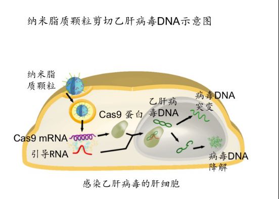 Cell&nbsp;Research：清华大学研发新型非病毒CRISPR/Cas9递送系统&nbsp;能在体内进行靶向基因治疗