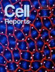 Cell&#160;Rep：新发现！明星癌基因BRCA1可影响造血干细胞功能