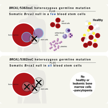 Cell&#160;Rep：新发现！明星癌基因BRCA1可影响造血干细胞功能