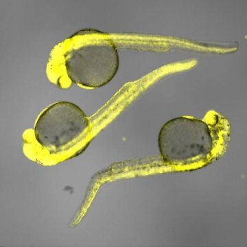 日本科学家开发光控技术可精确调节基因表达