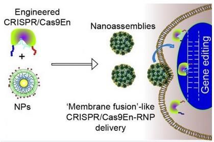 ACS&nbsp;Nano：新型纳米颗粒运输系统或能克服CRISPR基因编辑障碍&nbsp;有效改善疗法效率