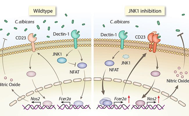 Nature&#160;Medicine：清华医学院林欣课题组发文阐述&#160;JNK1&#160;基因负调控抗真菌免疫反应的分子机制