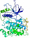 JNK1基因负调控抗真菌免疫反应的分子机制