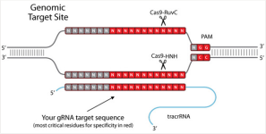 科学研究必备工具之高效基因剪刀CRISPR