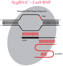 科学研究必备工具之高效基因剪刀CRISPR