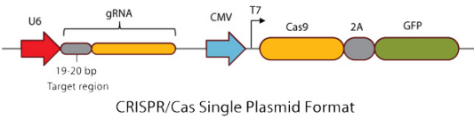 科学研究必备工具之高效基因剪刀CRISPR