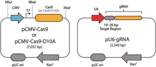 科学研究必备工具之高效基因剪刀CRISPR