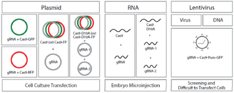 科学研究必备工具之高效基因剪刀CRISPR