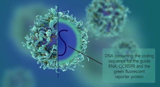 Nat&#160;Commun：科学家应用迄今最小的Cas9基因剪刀治疗眼疾