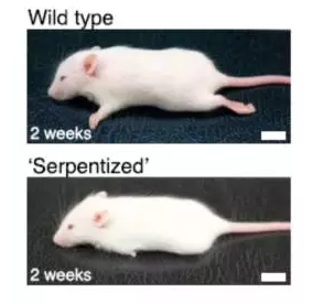 突发奇想：用蛇的基因替换老鼠基因为哪般？