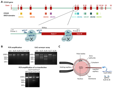 PLoS&#160;Pathog：利用CRISPR/Cas9培育出抵抗病毒感染的基因编辑猪