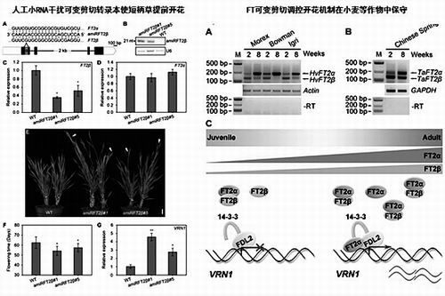 中国农科院作物所揭示成花素基因分子新机制