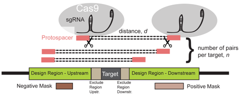 PLoS&#160;Comput&#160;Biol：开发出CRISPETa软件大规模设计用于基因组剔除的成对sgRNA